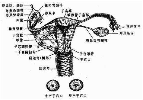 栗子種植 女性生殖器